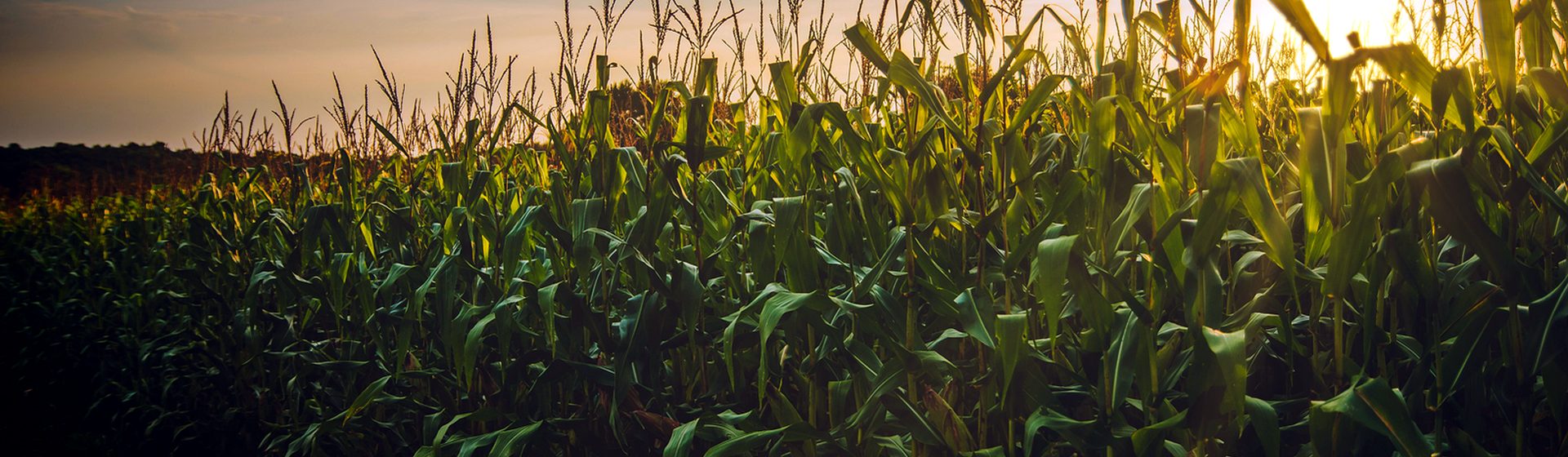 Wisconsin corn field