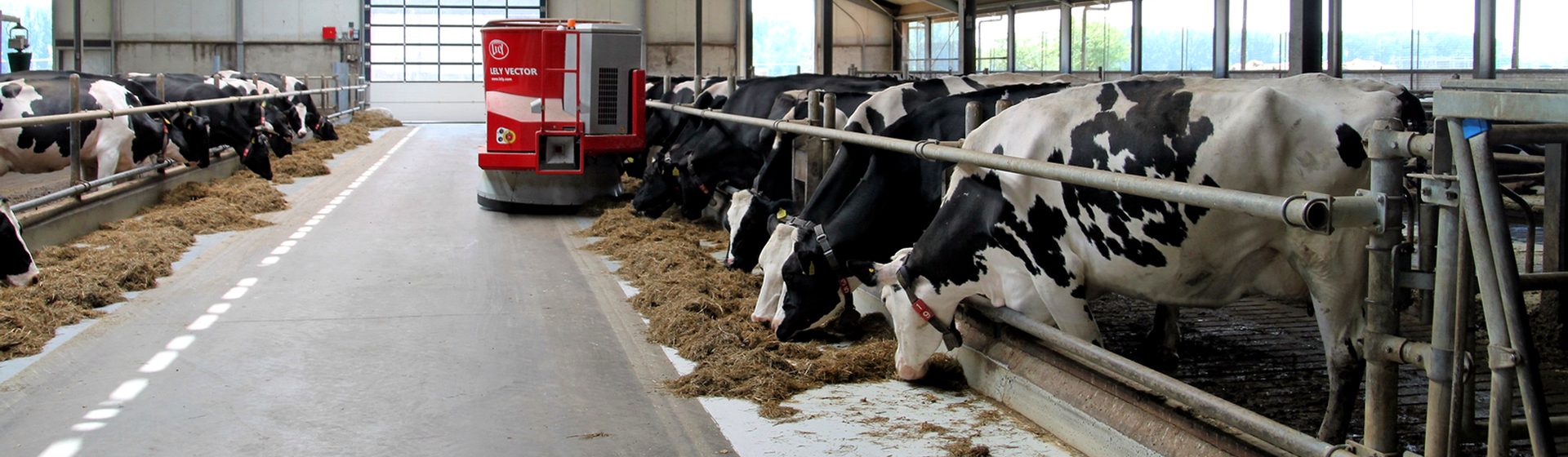 Dairy cows in a Wisconsin barn